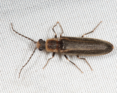 Denticollis denticornis