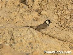 Pycnonotus leucotis
