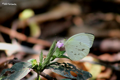 Abaeis albula celata