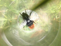 Bombus confusus