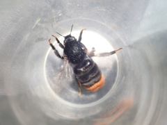 Bombus confusus