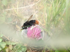Bombus confusus