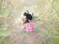 Bombus confusus