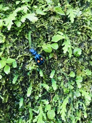 Pseudoxycheila chaudoiri