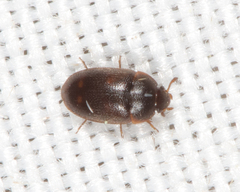 Litargus tetraspilotus