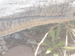 Aspidoscelis neotesselatus