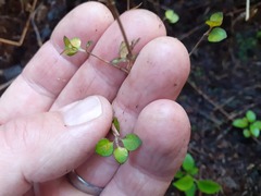Coprosma rhamnoides