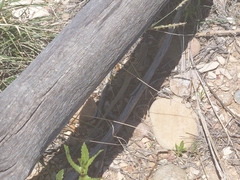 Aspidoscelis neotesselatus