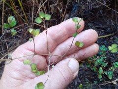 Coprosma rhamnoides
