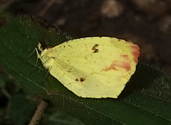 Abaeis xantochlora xantochlora