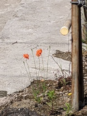 Papaver dubium