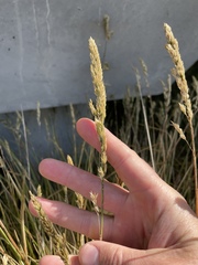 Deschampsia cespitosa holciformis