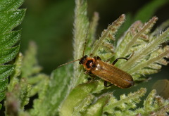 Cantharis terminata