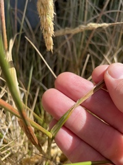 Deschampsia cespitosa holciformis