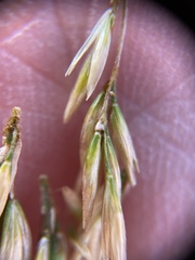 Deschampsia cespitosa holciformis