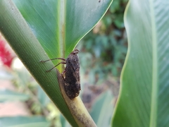 Copidocephala viridiguttata