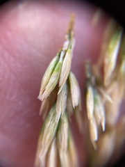 Deschampsia cespitosa holciformis