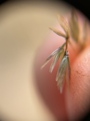 Deschampsia cespitosa holciformis