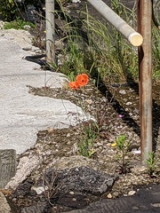 Papaver dubium