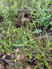 Echinacea simulata