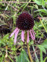 Echinacea simulata