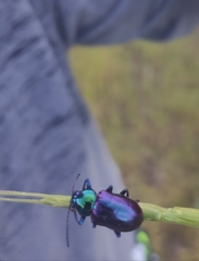 Chrysochares asiaticus