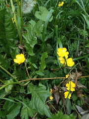 Ranunculus repens