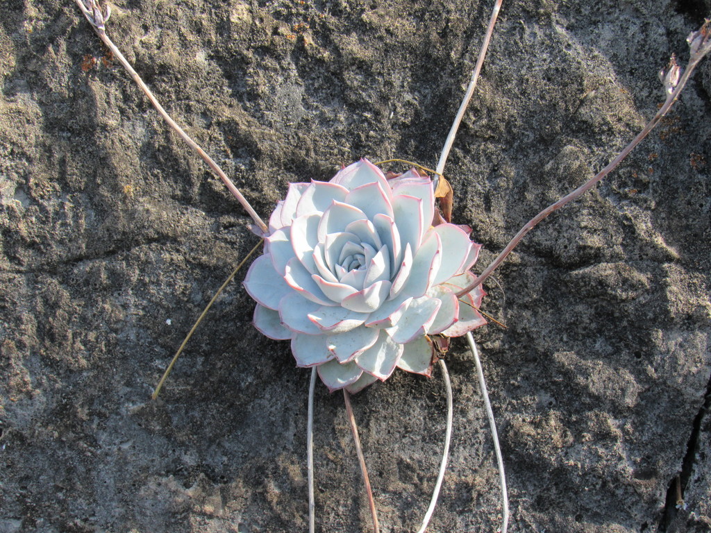 Echeveria desmetiana
