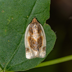 Clepsis melaleucanus