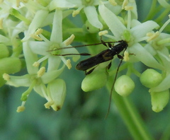 Molorchus umbellatarum