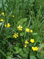 Ranunculus repens