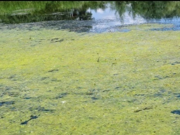 photo of Green Algae (Chlorophyta)