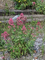 Centranthus ruber