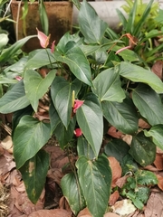 Anthurium