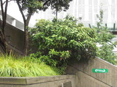 Viburnum × rhytidophylloides