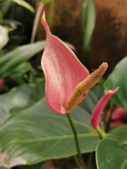 Anthurium