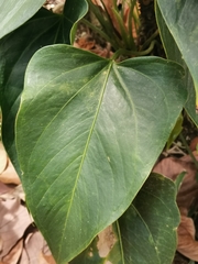 Anthurium
