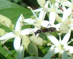 Molorchus umbellatarum
