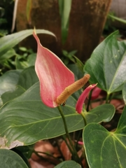 Anthurium