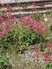Centranthus ruber