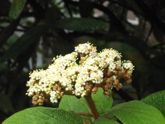 Viburnum × rhytidophylloides