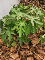 Caricaceae