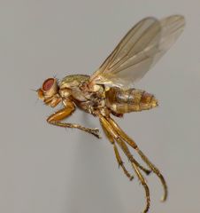 Coelopidae