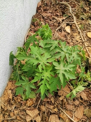 Caricaceae