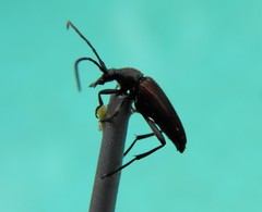 Stenurella melanura