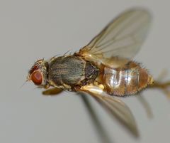 Coelopidae