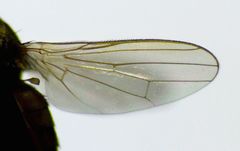 Coelopidae