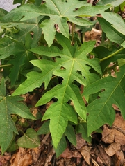 Caricaceae