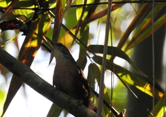 Cantorchilus longirostris