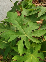 Caricaceae